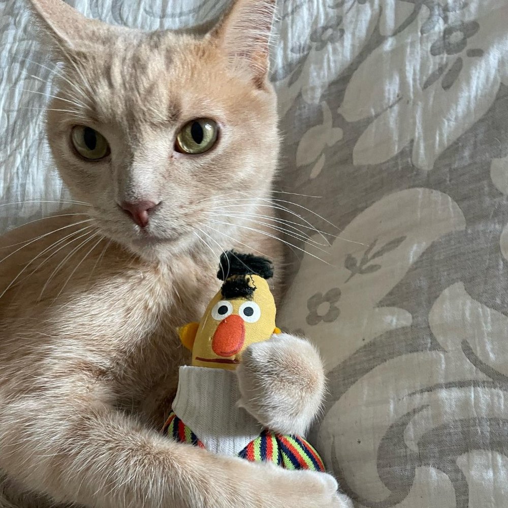 Meet your Posher, Paula